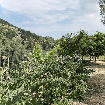 Evaggelatos * ליקסורי